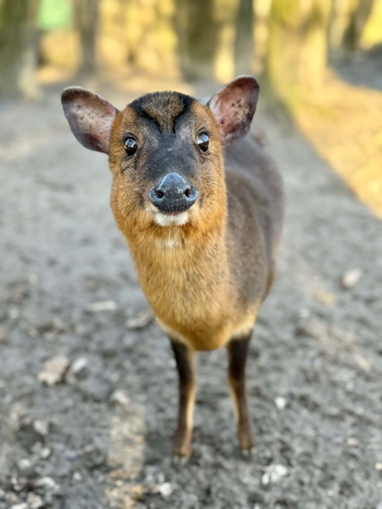 ZOO Leśne Zacisze Wygwizdów Lisów świętokrzyskie