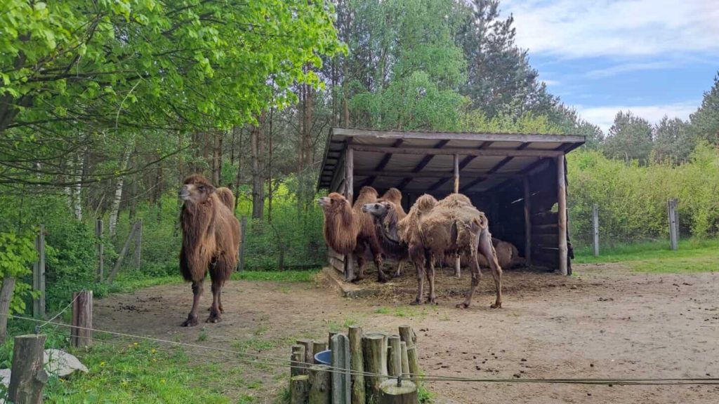 Gdzie na weekedn z dziecmi koło Kielc Zoo Leśne Zacisze Lisów obok Kielc